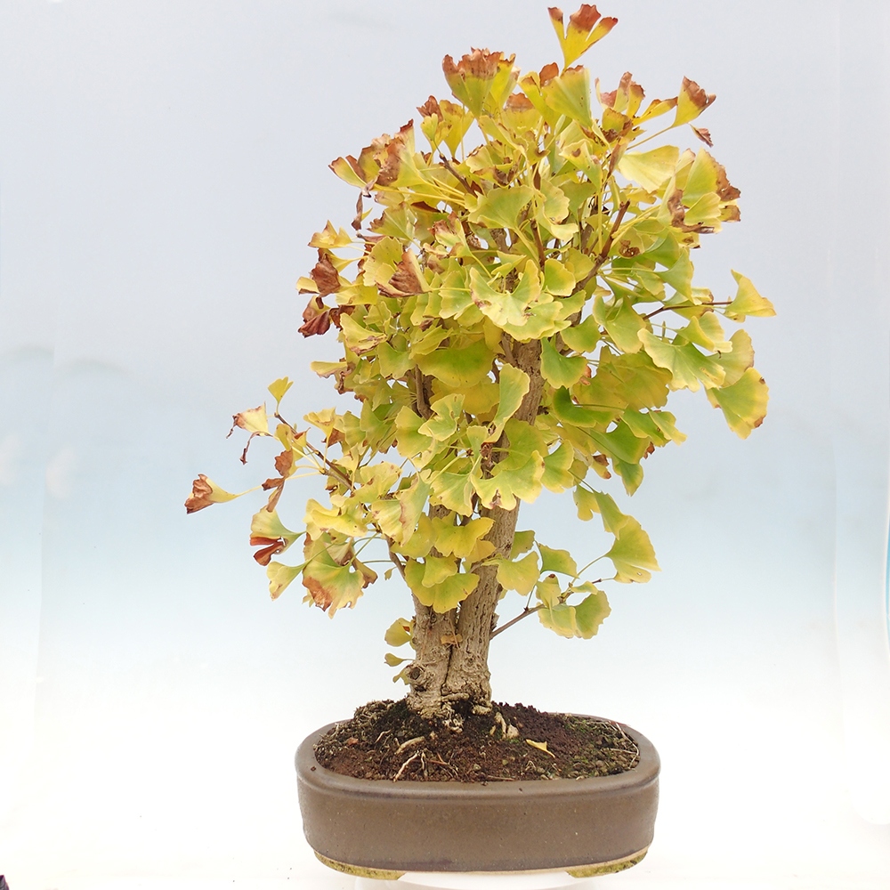 Bonsai voor buiten - Ginkgo biloba