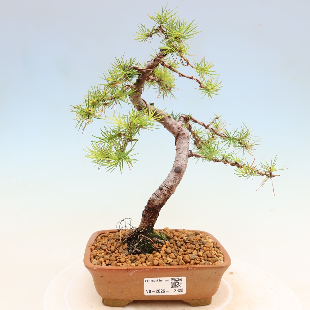 Bonsai voor buiten -Larix decidua - Lariks