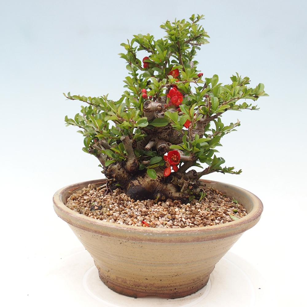 Bonsai voor buiten - Chaneomeles speciosa - Kweepeer