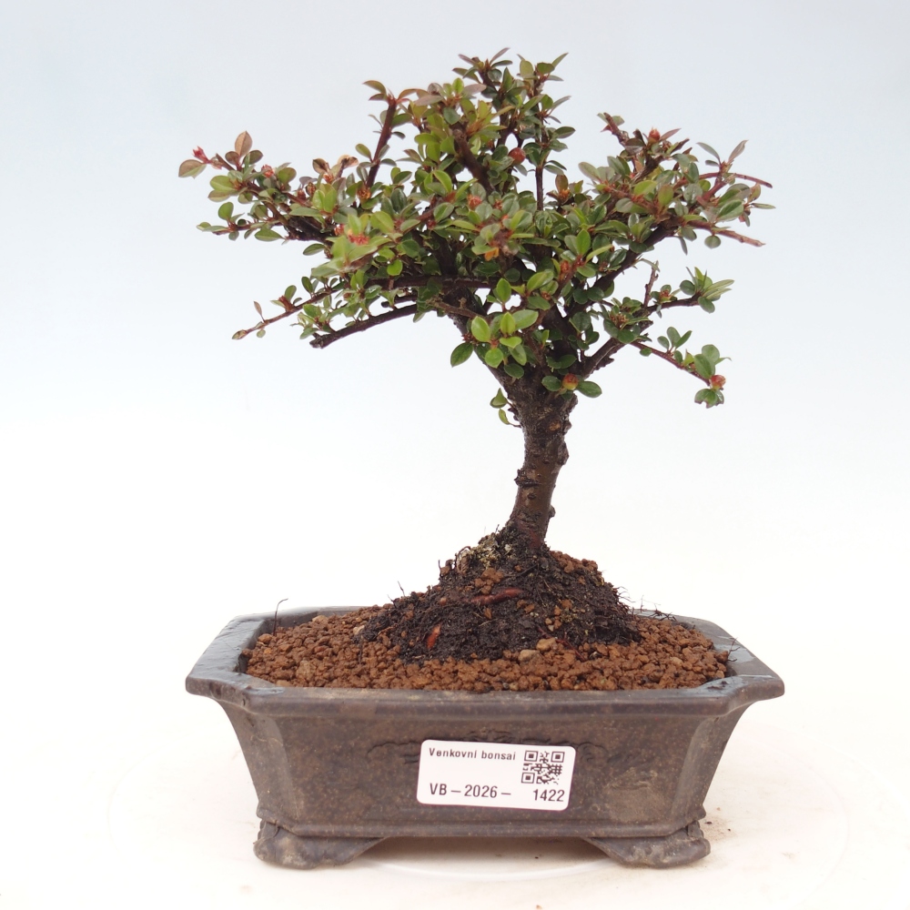 Bonsai voor buiten - Cotoneaster horizontalis - Rocky Mountain