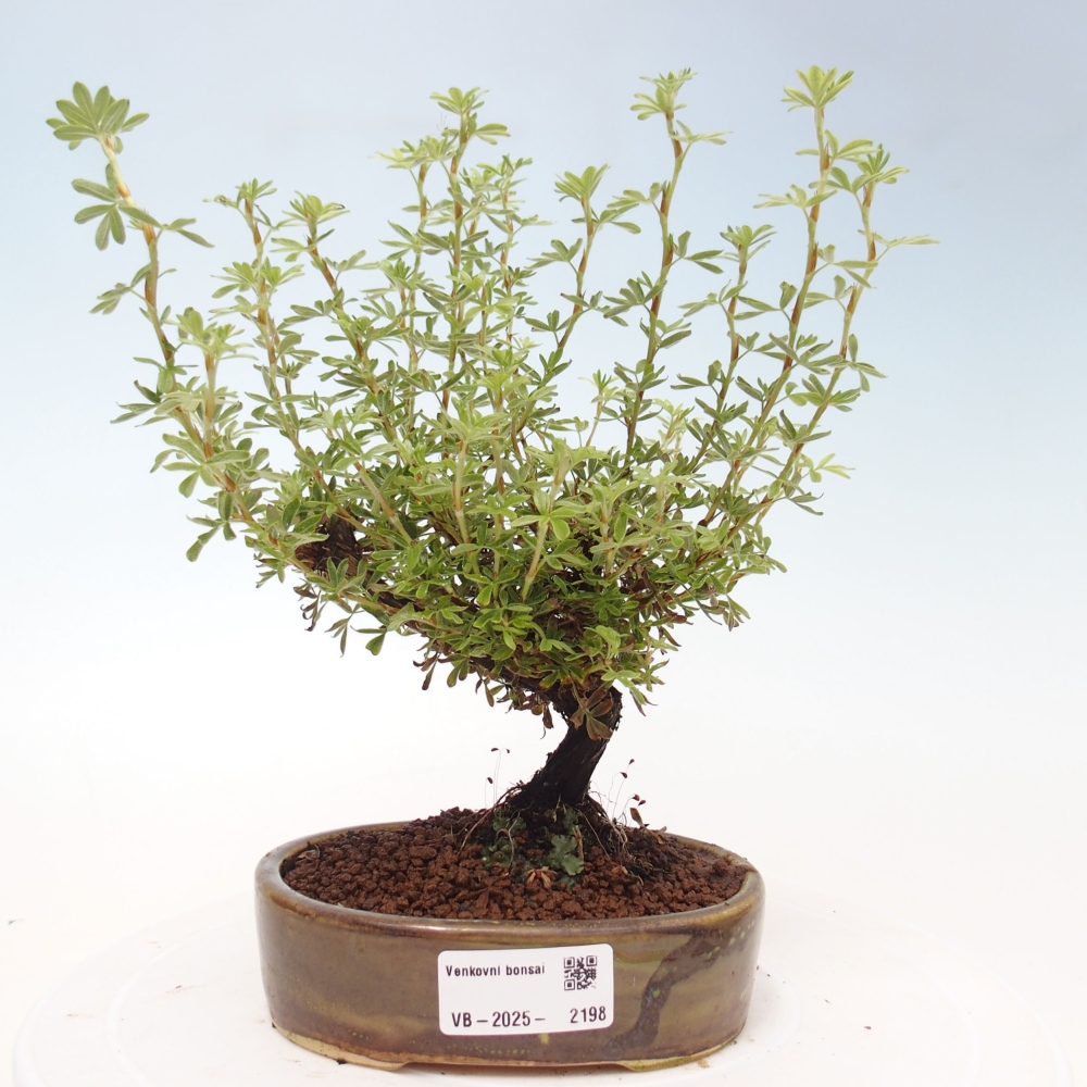 Bonsai voor buiten - Potentila fruticosa gele vogel