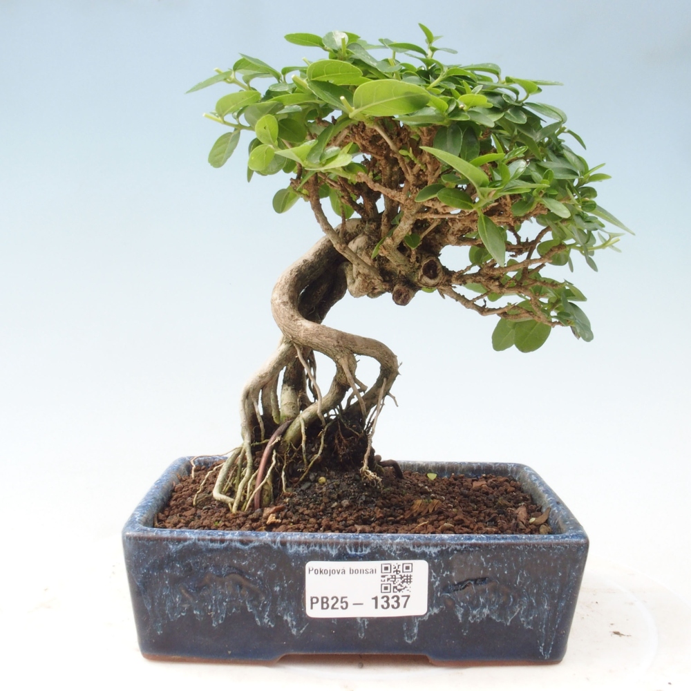 Bonsai voor binnen - Premna serratifolia - Kozlovna malolista
