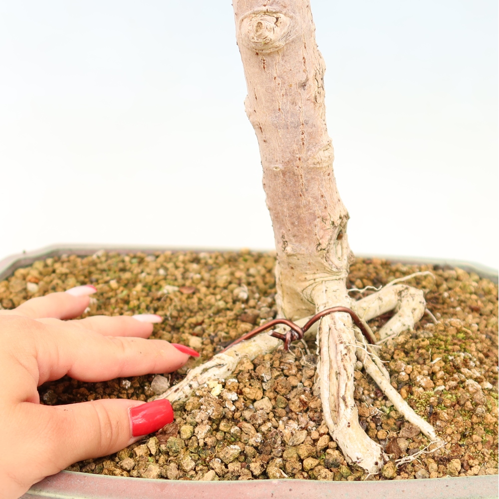 Bonsai voor binnen - Hibiscus tiliaceus - Zee Hibiscus