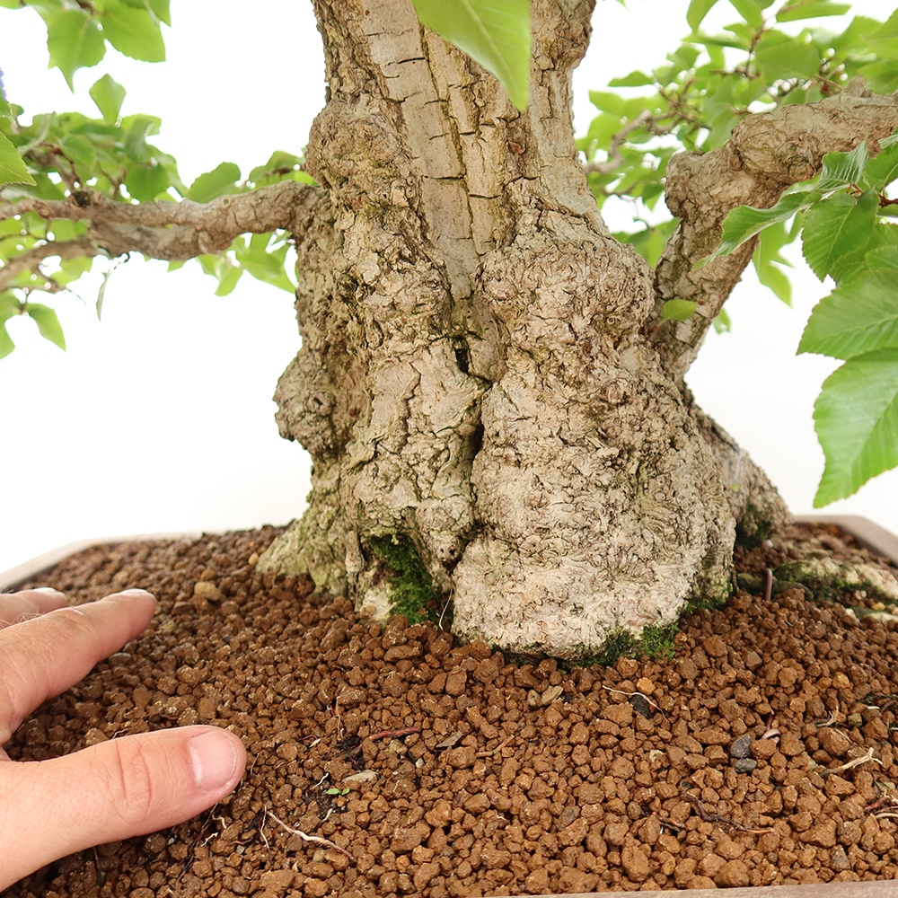 Bonsai voor buiten -Carpinus Coreana - Koreaanse haagbeuk