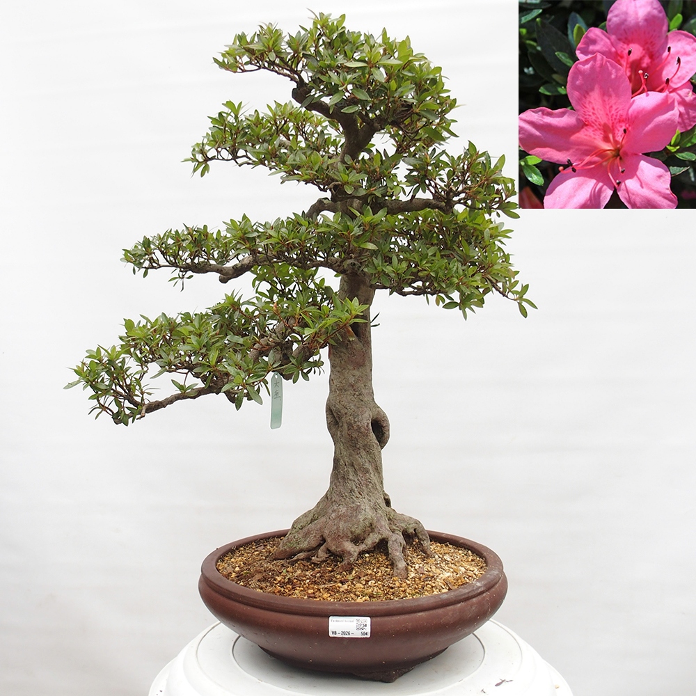 Bonsai voor buiten - Japanse Azalea - Azalea Osakazumi