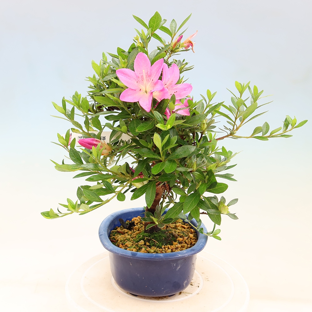 Bonsai voor buiten - Japanse Azalea - Azalea Yoko