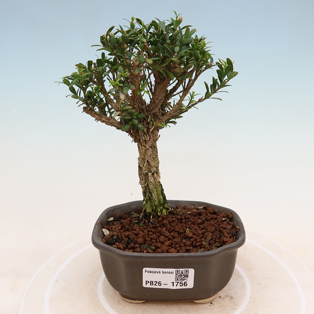 Kamerbonsai - Buxus harlandii - kurk buxus