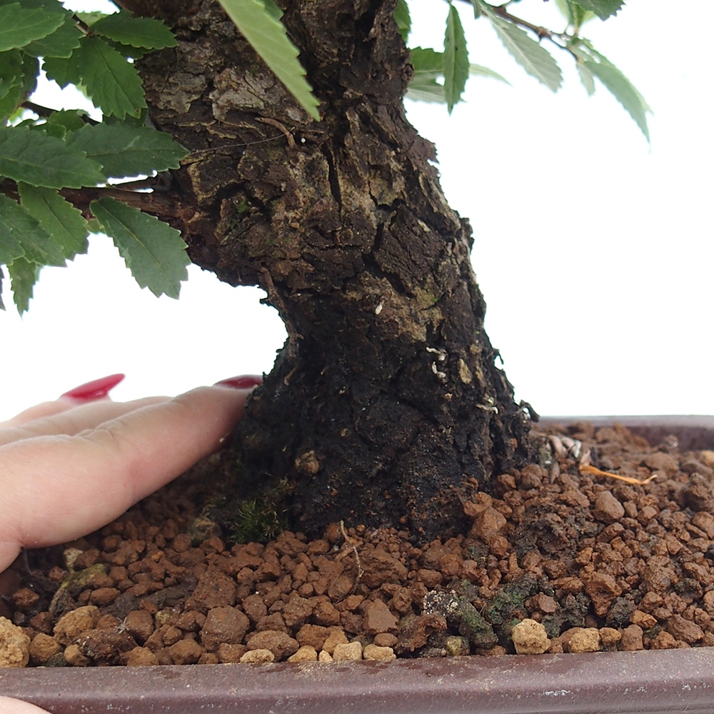Bonsai voor buiten - Zelkova - Zelkova NIRE