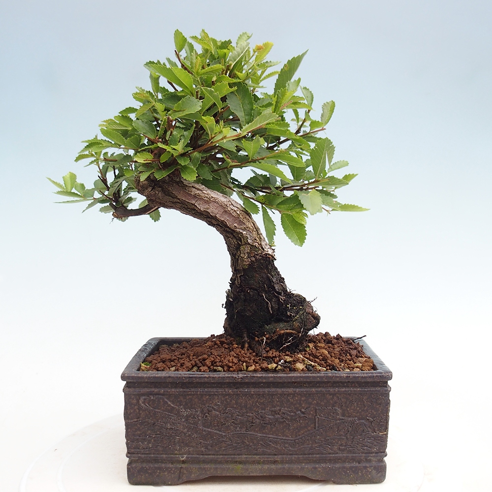 Bonsai voor buiten - Zelkova - Zelkova NIRE