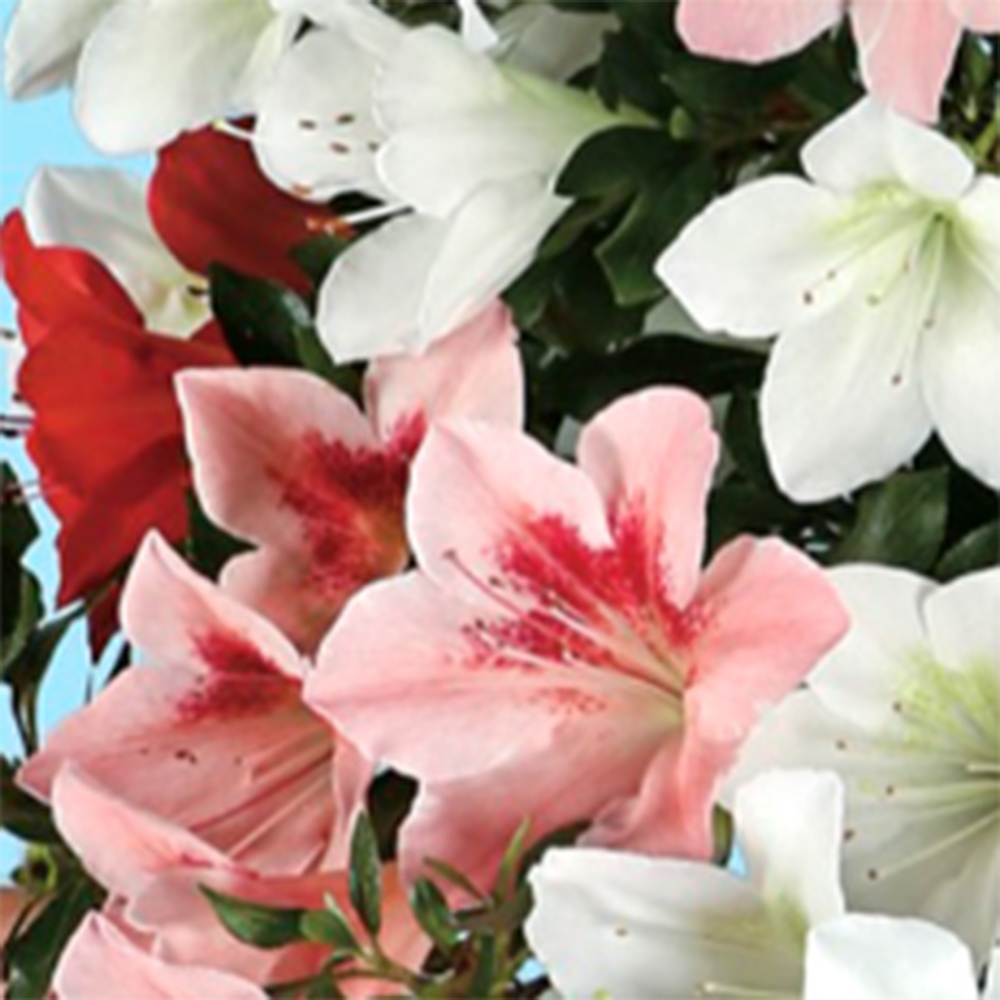 Bonsai voor buiten - Japanse Azalea - Azalea Sayaka