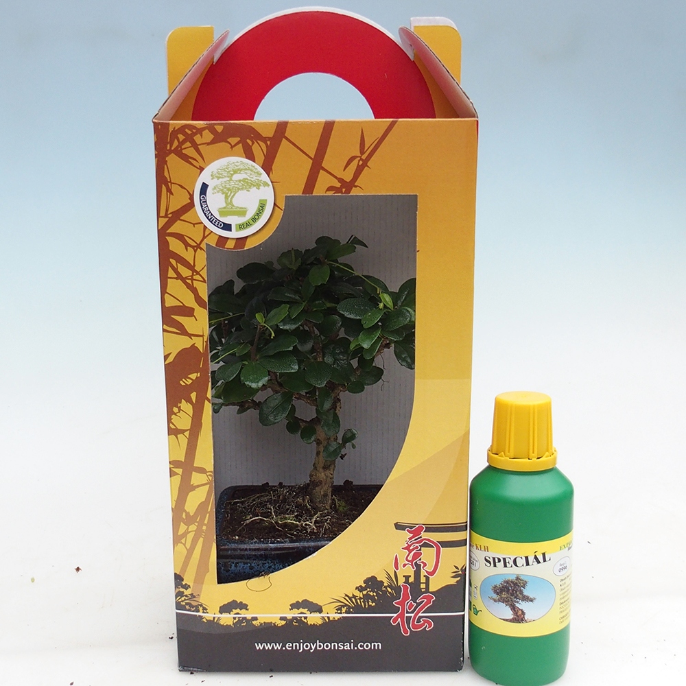 Kamerbonsai in geschenkverpakking Carmona microphylla - Thee fuki