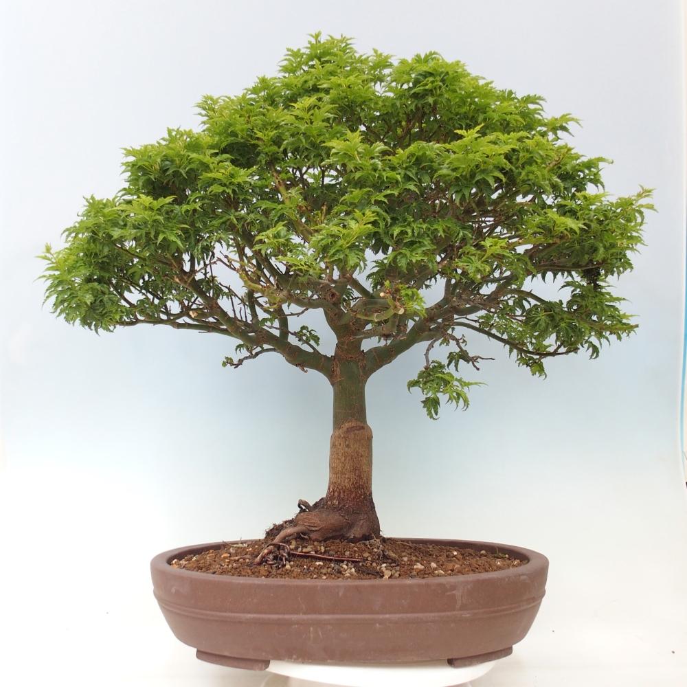 Bonsai voor buiten -Javor palm Acer palmatum Shishigashira