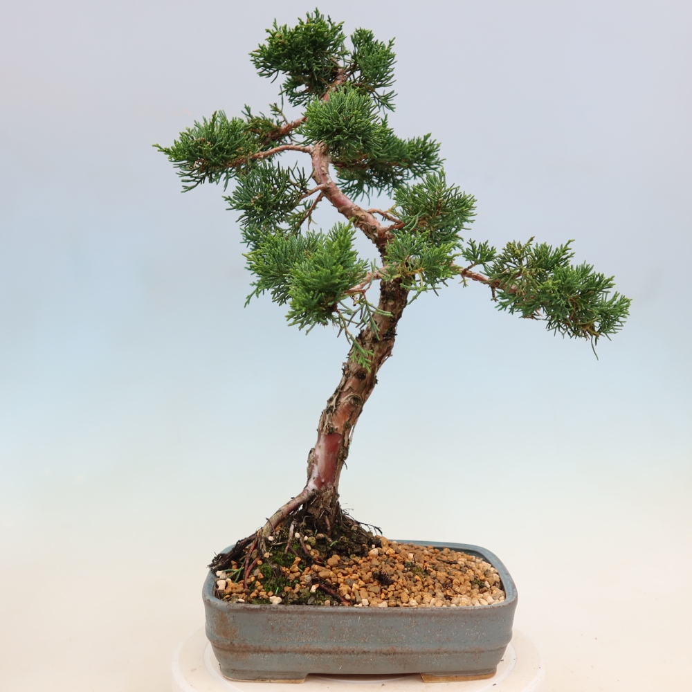 Bonsai voor buiten - Juniperus chinensis Kishu