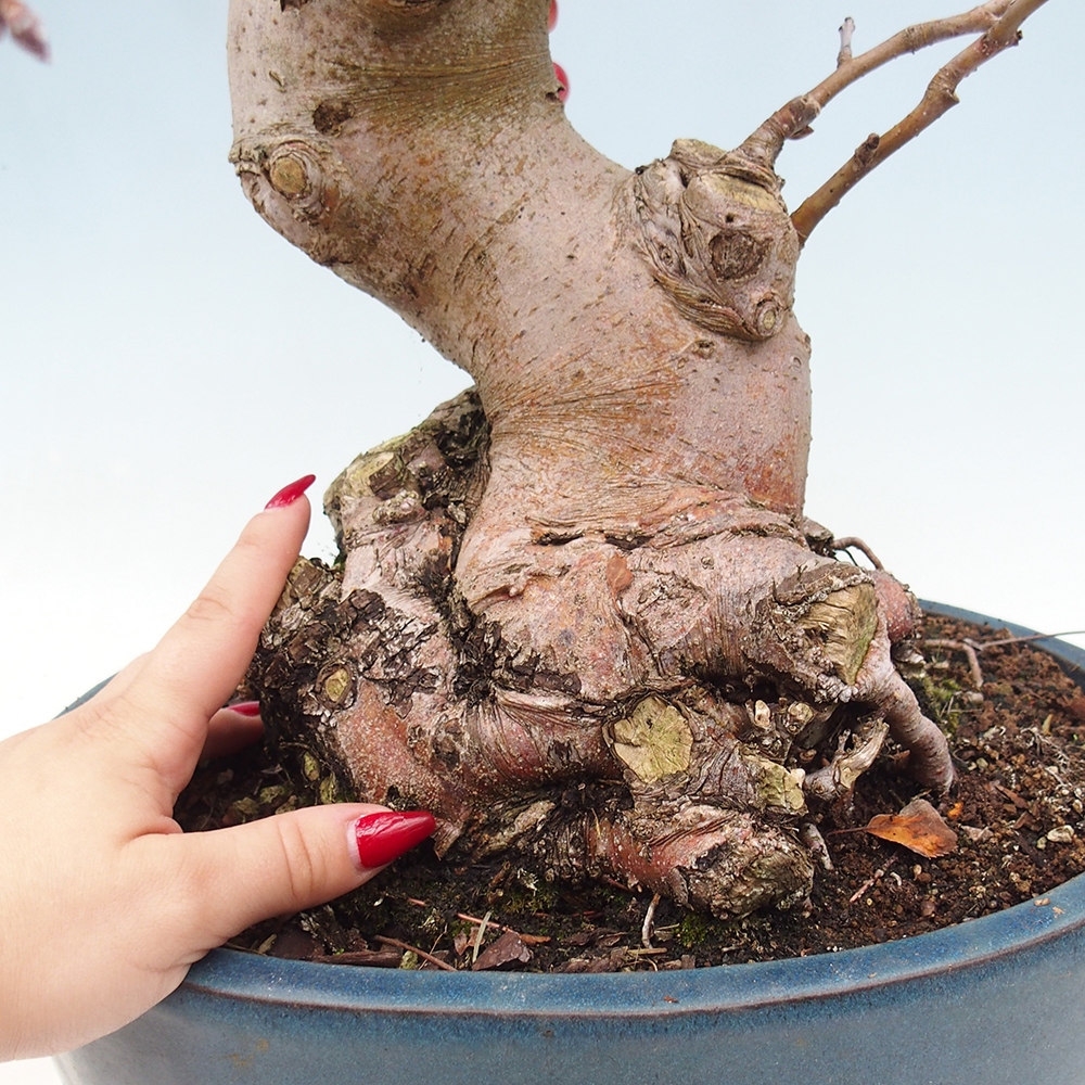 Bonsai voor buiten -Malus halliana - Appelboom met kleine vruchten