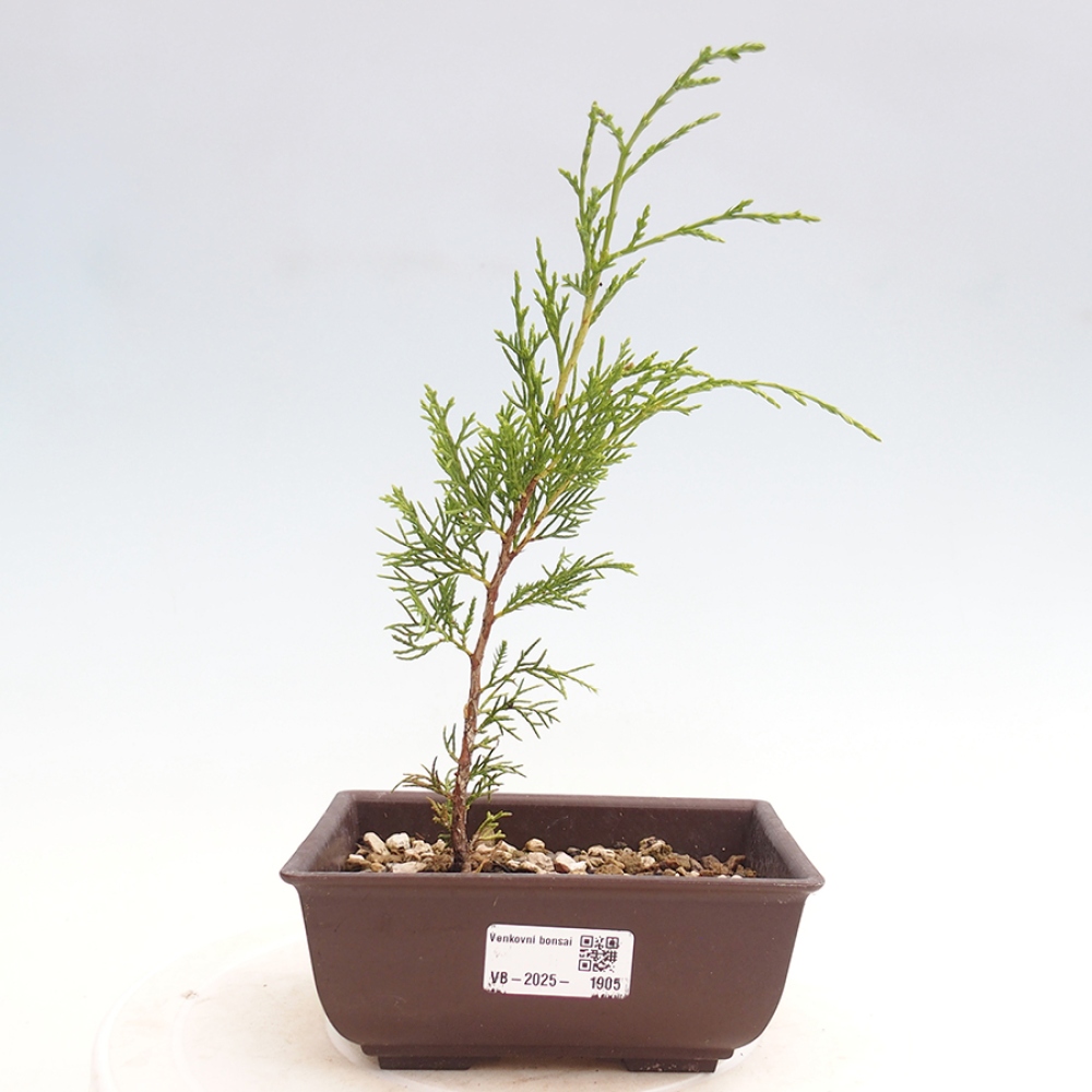 Bonsai voor buiten - Juniperus chinensis Itoigawa