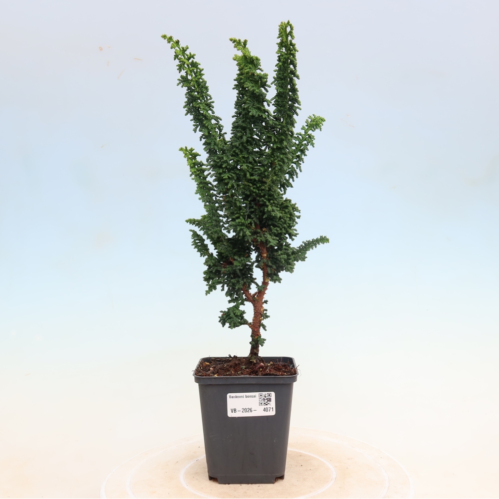 Bonsai voor buiten - Cham. obtusa SEKKA HINOKI - Cipres