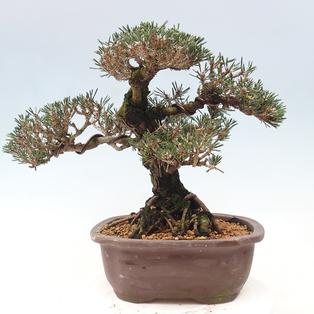Bonsai voor buiten - Pinus thunbergii Kotobuki - Thunberg den