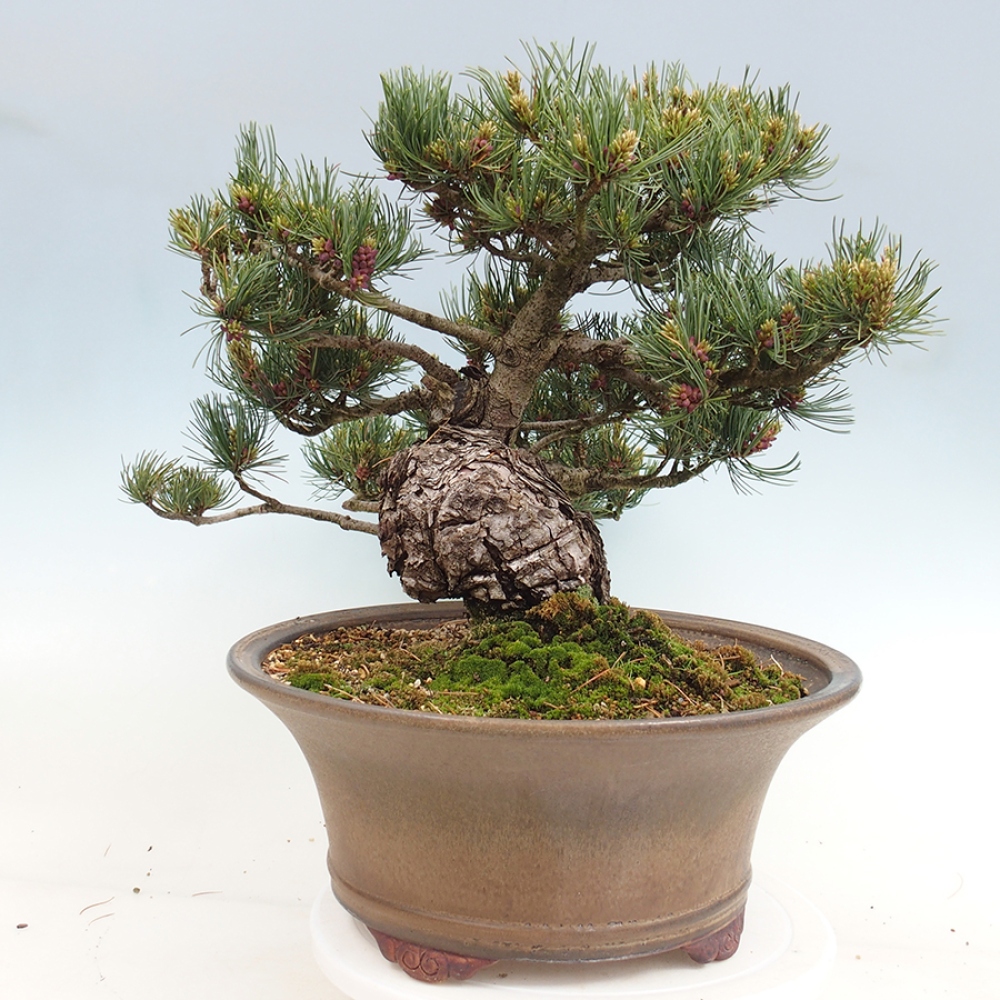 Bonsai voor buiten - Pinus parviflora - Pinus parviflora