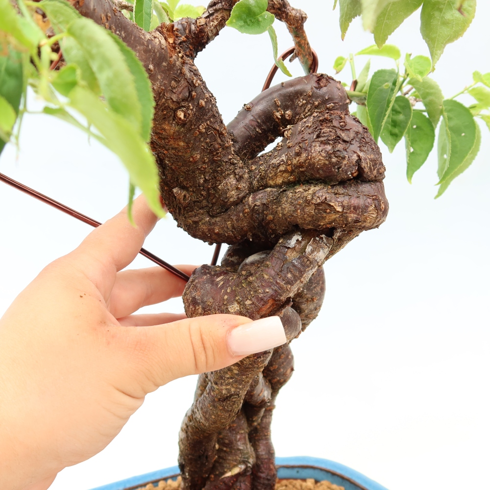 Bonsai voor buiten – Japanse abrikoos – Prunus Mume