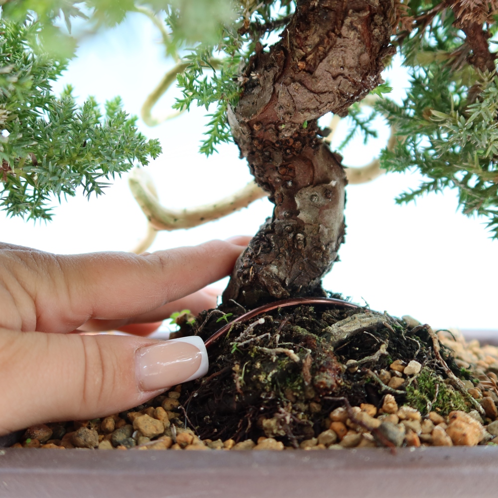 Bonsai voor buiten - Juniperus procumbens - Juniperus procumbens