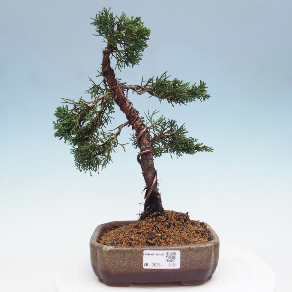 Bonsai voor buiten - Juniperus chinensis Kishu