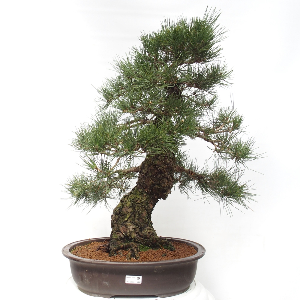 Bonsai voor buiten - Pinus thunbergii - Thunberg den