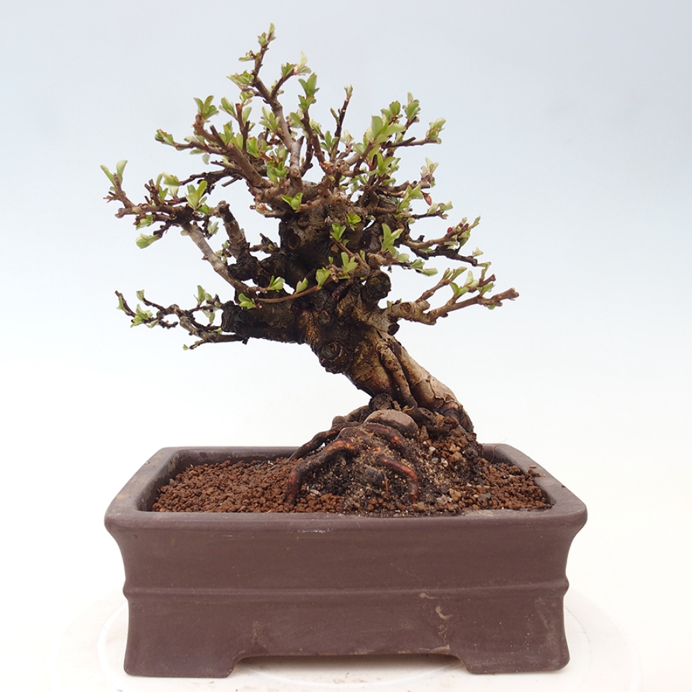 Bonsai voor buiten - Chaneomeles speciosa - Kweepeer