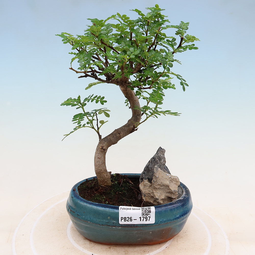 Kamerbonsai - Zantoxylum piperitum - peperboom