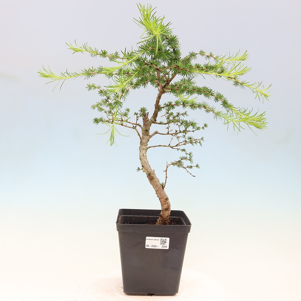 Bonsai voor buiten -Larix decidua - Lariks