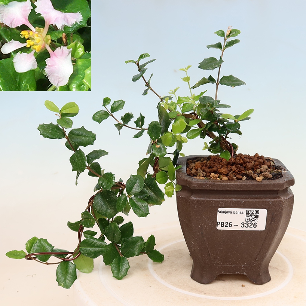 Kamerbonsai - Barbados-kers (Malpighia coccigera)