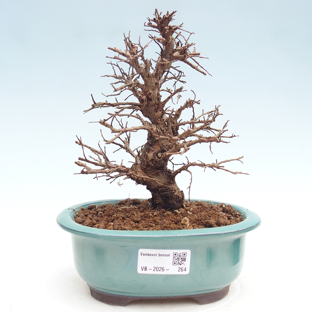 Bonsai voor buiten - Zelkova - Zelkova NIRE