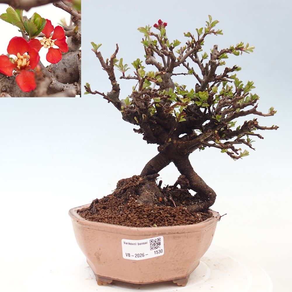Bonsai voor buiten - Chaneomeles speciosa - Kweepeer