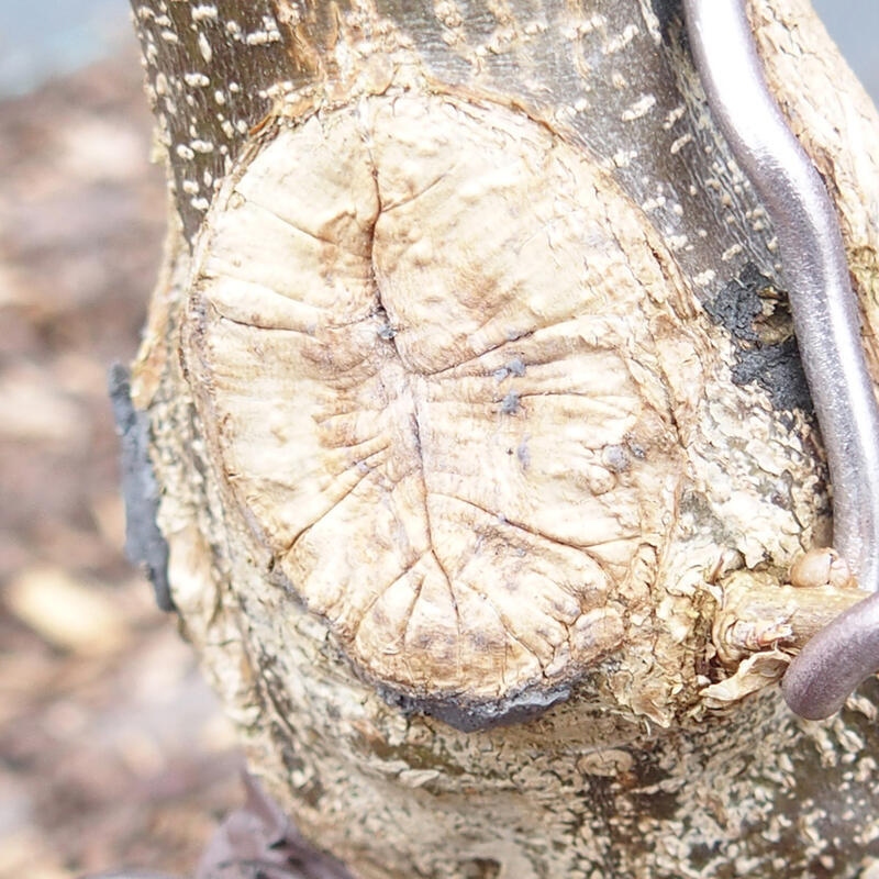 Cu-pasta 500 g voor naaldplanten
