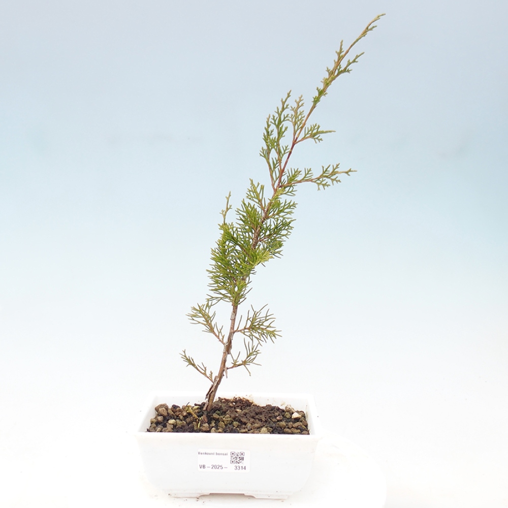 Bonsai voor buiten - Juniperus chinensis Itoigawa