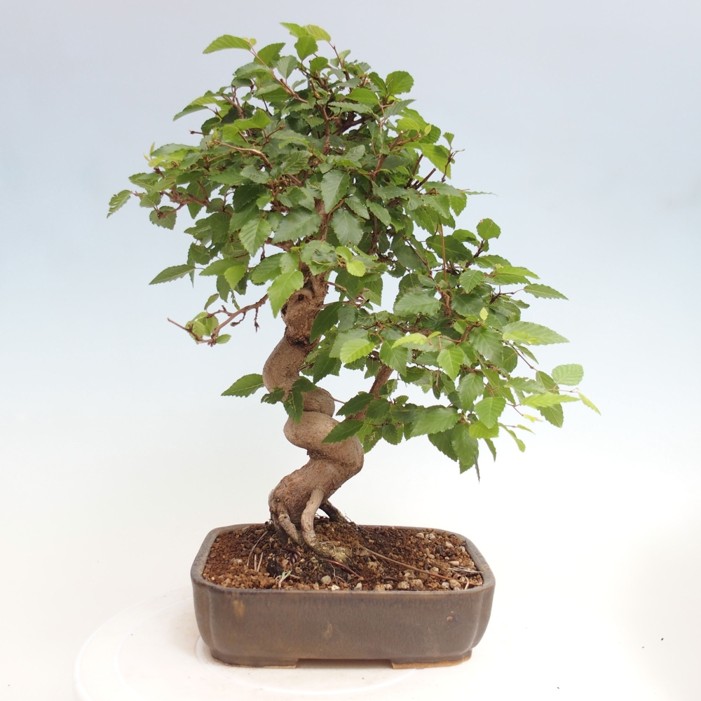 Bonsai voor buiten -Carpinus CARPINOIDES - Koreaanse haagbeuk
