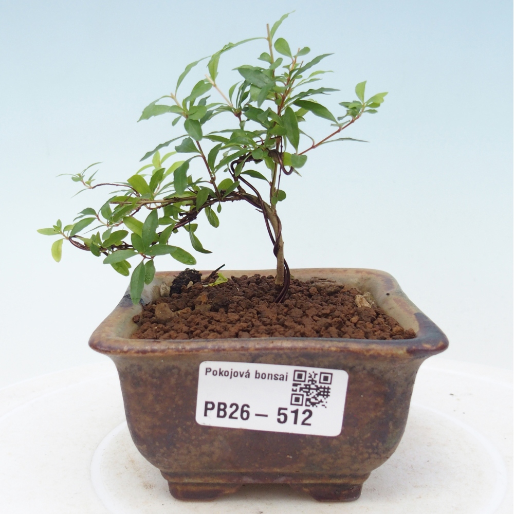 Kamerbonsai-PUNICA granatum nana-Granaatappel