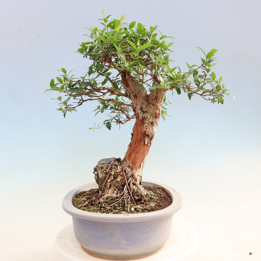 Kamerbonsai - Myrtus communis - Mirte