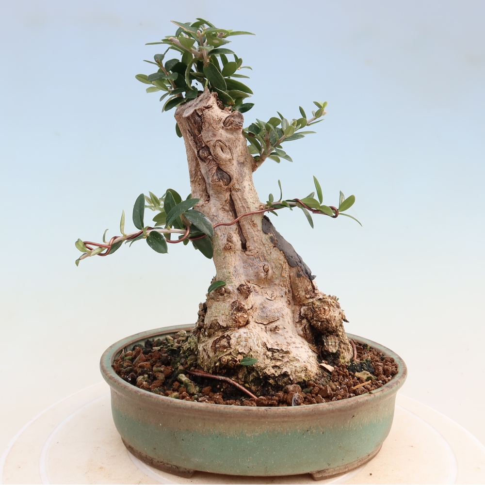 Bonsai voor binnen - Olea europaea sylvestris