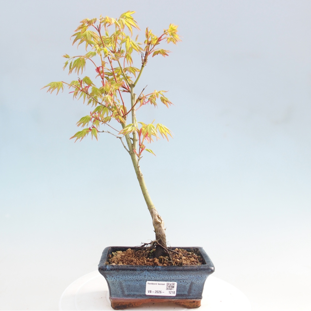 Acer palmatum Aureum - Gewone esdoorn
