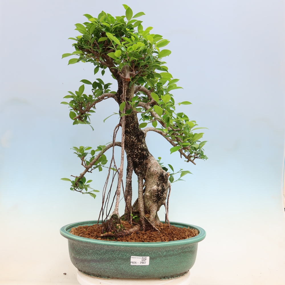 Kamerbonsai - Ficus kimmen - kleinbladige ficus