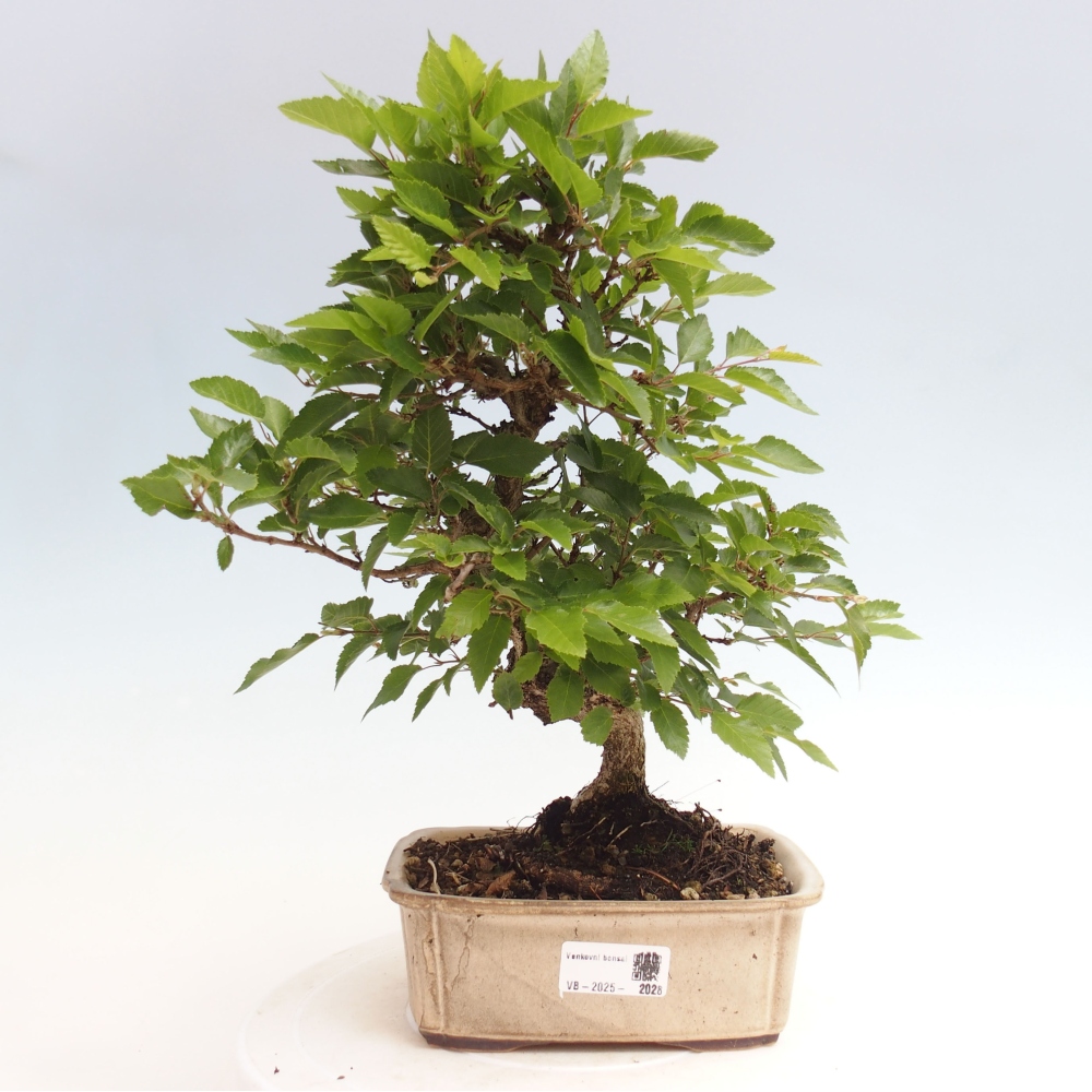 Bonsai voor buiten -Carpinus CARPINOIDES - Koreaanse haagbeuk