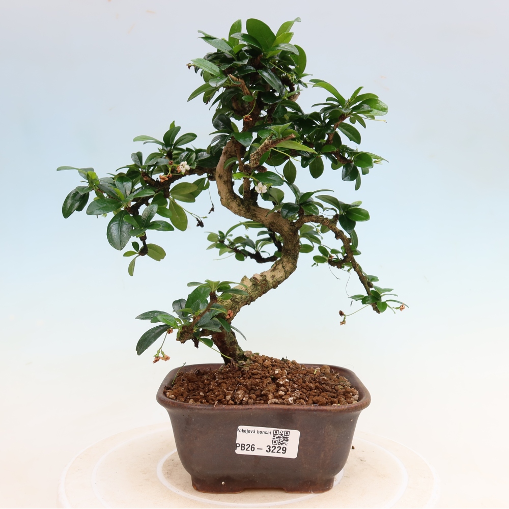 Kamerbonsai - Carmona macrophylla - Thee fuki