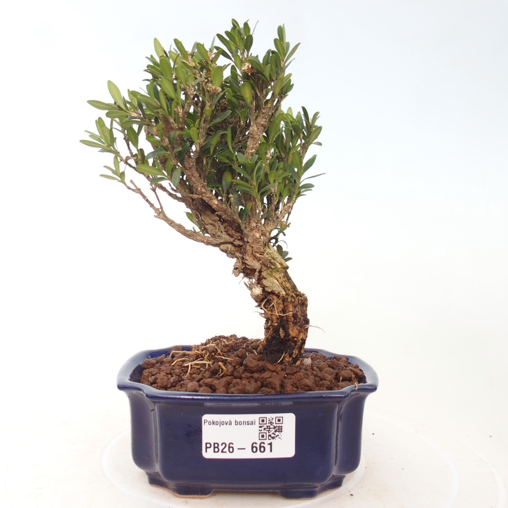 Kamerbonsai - Buxus harlandii - kurk buxus