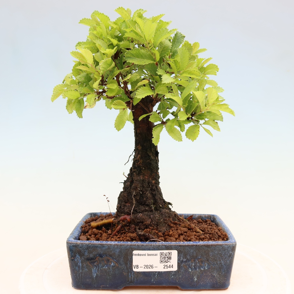 Bonsai voor buiten - Zelkova - Zelkova NIRE