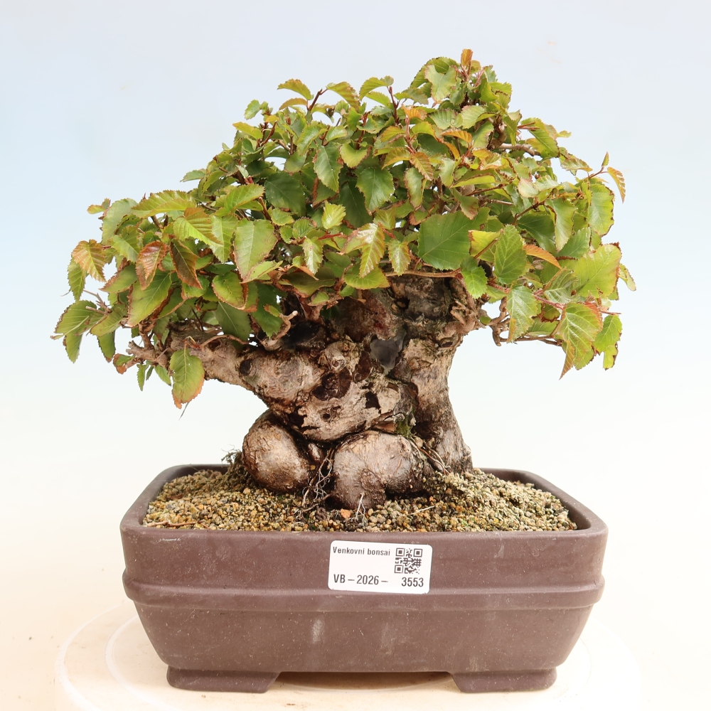Bonsai voor buiten -Carpinus CARPINOIDES - Koreaanse haagbeuk