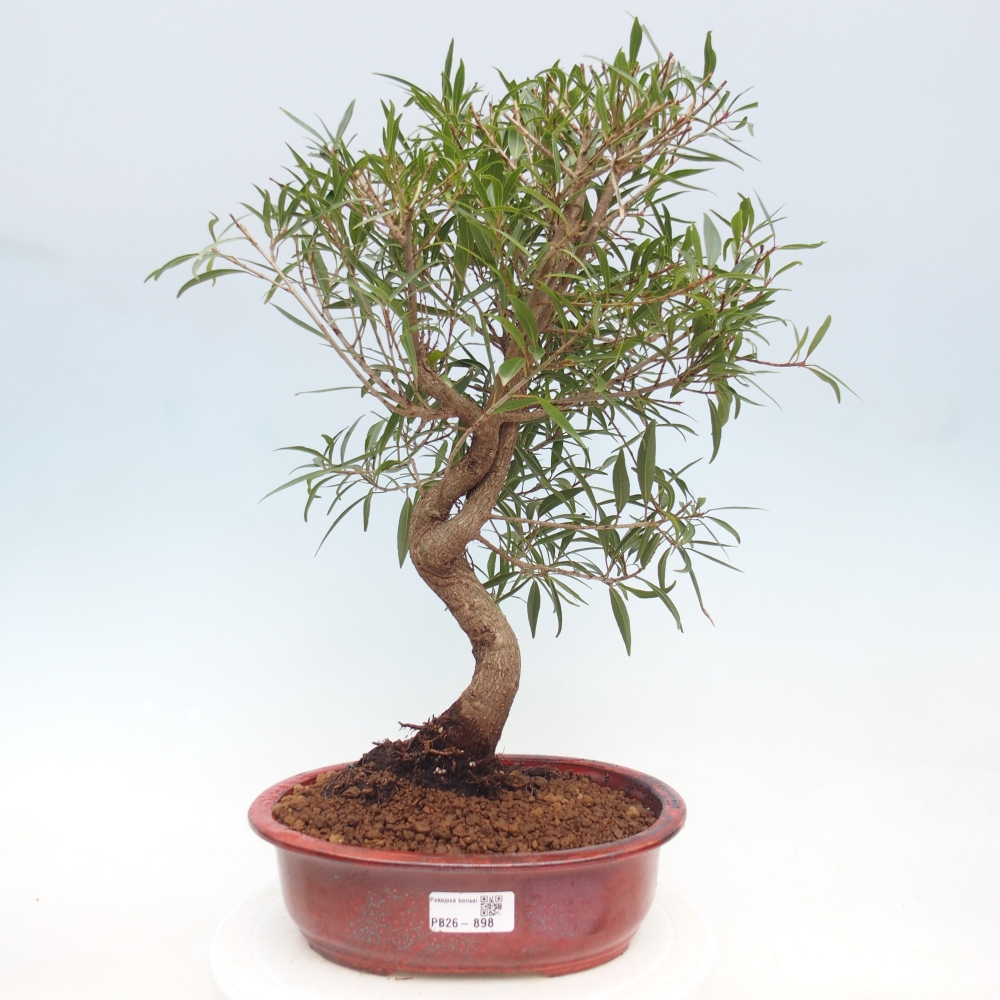 Kamerbonsai - Ficus nerifolia - kleinbladige ficus