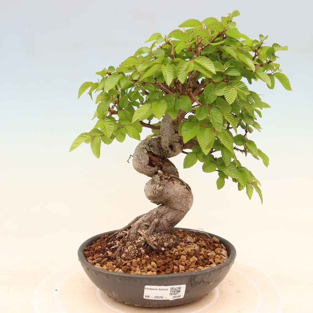 Bonsai voor buiten -Carpinus Coreana - Koreaanse haagbeuk