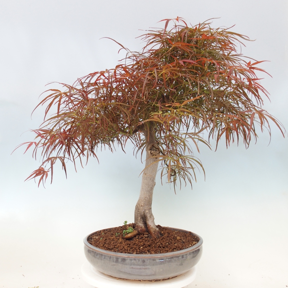 Bonsai voor buiten - Acer palmatum RED PYGMY