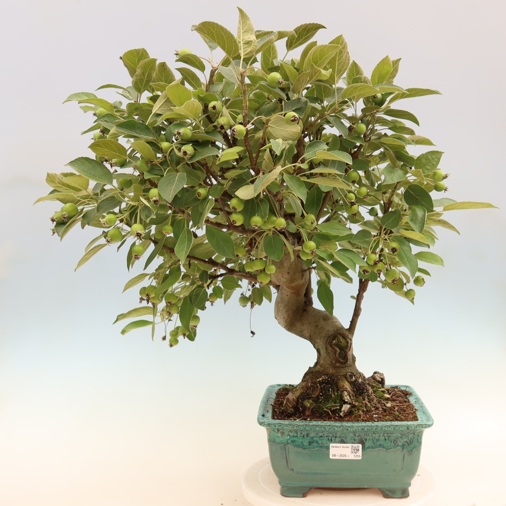 Bonsai voor buiten -Malus halliana - Appelboom met kleine vruchten