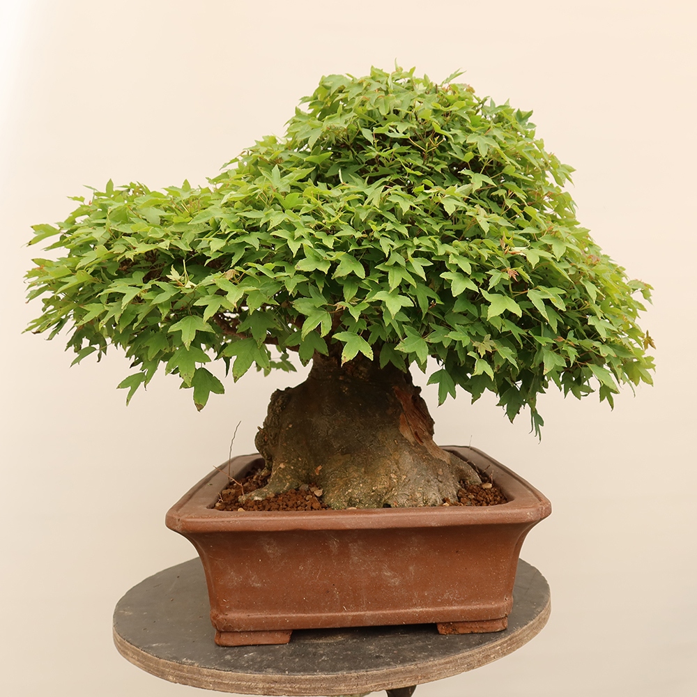Bonsai voor buiten - Esdoorn Burger - Acer Burgerianum
